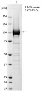 Reducing SDS-PAGE gel showing purified CCHF Glycoprotein C (indicated by arrow).